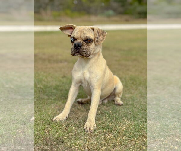 Medium Photo #3 Pug-Unknown Mix Puppy For Sale in PIPE CREEK, TX, USA