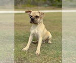 Small #2 Pug Mix