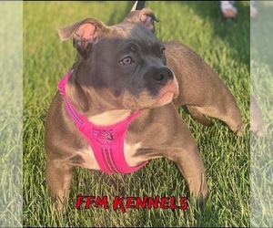 Mother of the American Bully puppies born on 07/30/2022