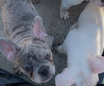 Small #3 French Bulldog