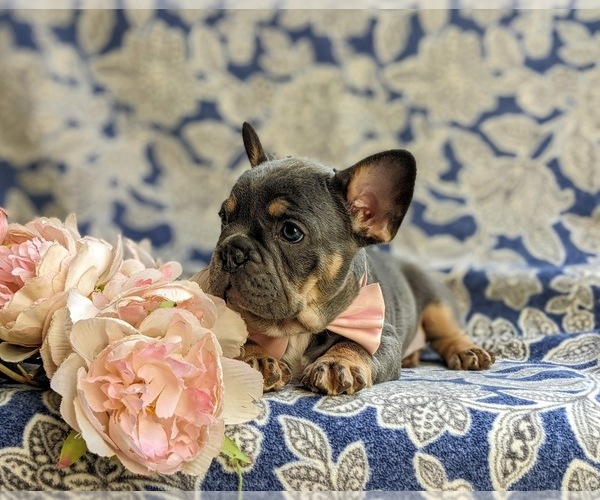 Medium Photo #8 French Bulldog Puppy For Sale in QUARRYVILLE, PA, USA