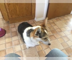 Pembroke Welsh Corgi Puppy for sale in POCATELLO, ID, USA