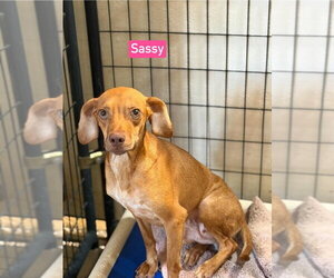 SF Sassy - Female Beagle-Unknown Mix Dog for Adoption - Photo #4