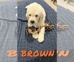 Puppy brown Maltipoo