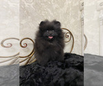 Small #4 Pomeranian