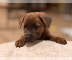 Small #9 Golden Labrador