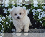 Small #1 Bichpoo