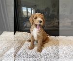 Small #5 Goldendoodle (Miniature)