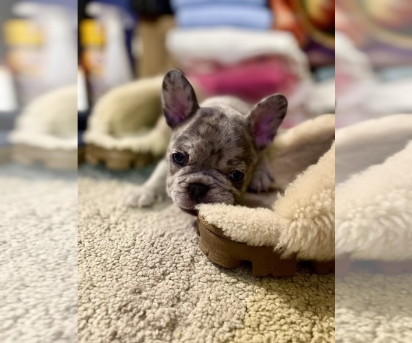 Medium Photo #1 French Bulldog Puppy For Sale in PHILADELPHIA, PA, USA