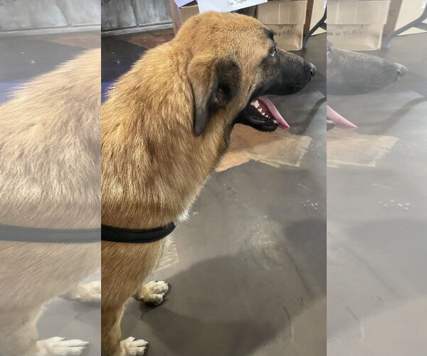 Medium Photo #3 German Shepherd Dog Puppy For Sale in Poplar Bluff, MO, USA