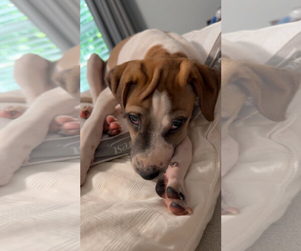 Medium Photo #5 Mutt Puppy For Sale in Ball Ground, GA, USA