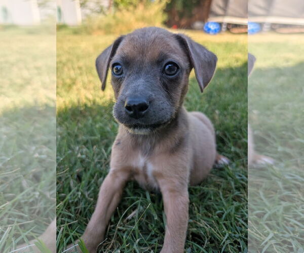 Medium Photo #6 Mutt Puppy For Sale in Davis, CA, USA