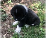 Small Photo #2 Newfoundland Puppy For Sale in LEWISBURG, PA, USA