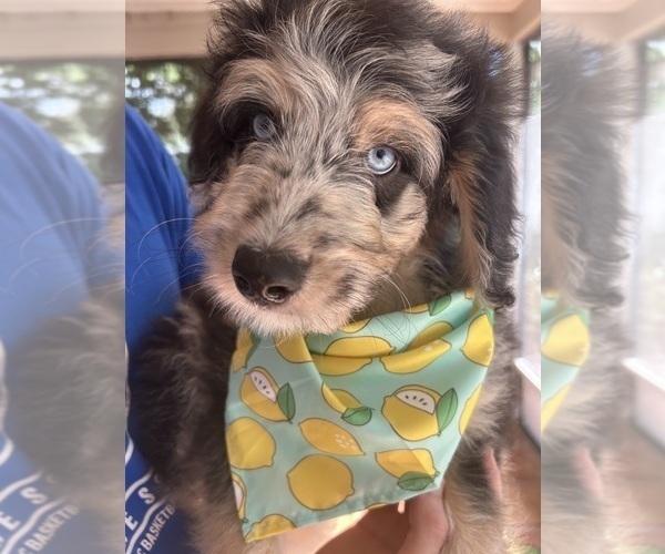 Medium Photo #8 Aussiedoodle Puppy For Sale in LONGWOOD, FL, USA