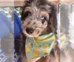 Small Photo #8 Aussiedoodle Puppy For Sale in LONGWOOD, FL, USA