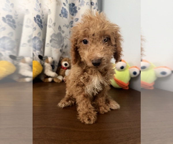 Medium Photo #8 Havapoo Puppy For Sale in DURHAM, CT, USA