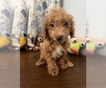 Havapoo puppies - Male Havapoo Puppy for Sale - Photo #8