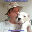Small Photo #121 Dogo Argentino Puppy For Sale in PINEVILLE, MO, USA