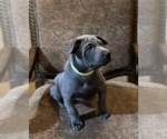 Small Photo #6 Thai Ridgeback Puppy For Sale in POTSDAM, NY, USA