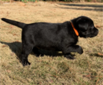 Small Photo #21 Labrador Retriever Puppy For Sale in ATHENS, GA, USA