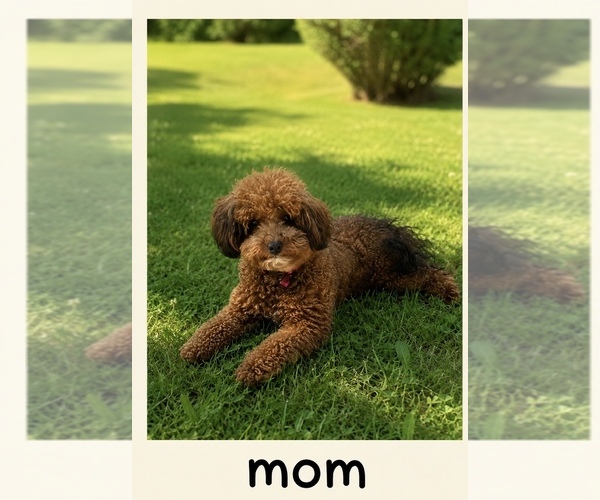 Medium Photo #1 Havapoo Puppy For Sale in HENDERSON, TN, USA