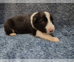 Small #1 Border Collie