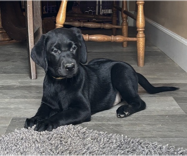 Medium Photo #1 Labrador Retriever Puppy For Sale in LAKESIDE MARBLEHEAD, OH, USA