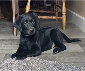 Labrador Retriever Puppy for sale in LAKESIDE MARBLEHEAD, OH, USA