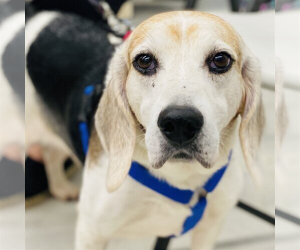 Medium Photo #5 Beagle-Unknown Mix Puppy For Sale in Fairfax, VA, USA
