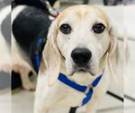Small Photo #5 Beagle-Unknown Mix Puppy For Sale in Fairfax, VA, USA