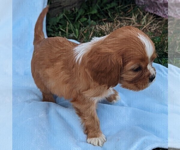 Medium Photo #2 Cavalier King Charles Spaniel Puppy For Sale in DUNNVILLE, KY, USA