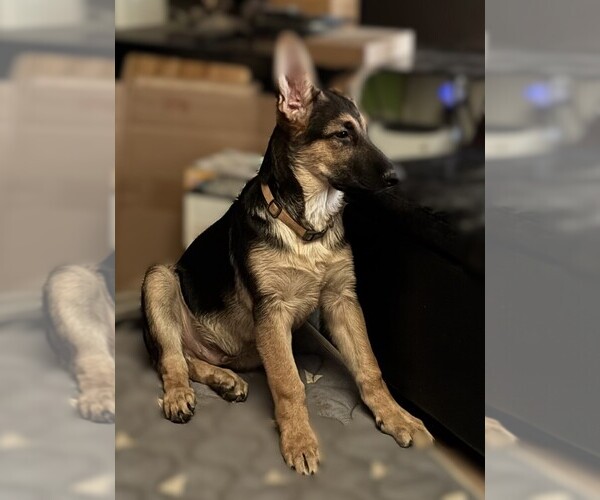 Medium Photo #3 German Shepherd Dog Puppy For Sale in SACRAMENTO, CA, USA