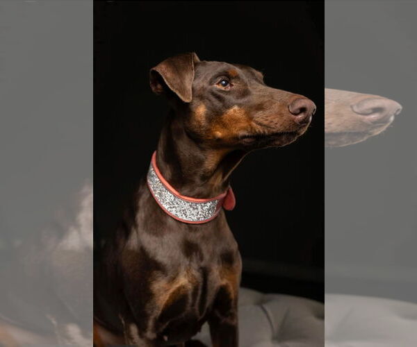 Medium Photo #16 Doberman Pinscher Puppy For Sale in Buffalo, MN, USA