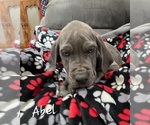 Puppy Green Great Dane