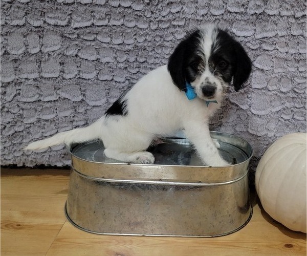 Medium Photo #1 Poogle Puppy For Sale in BLAKESBURG, IA, USA
