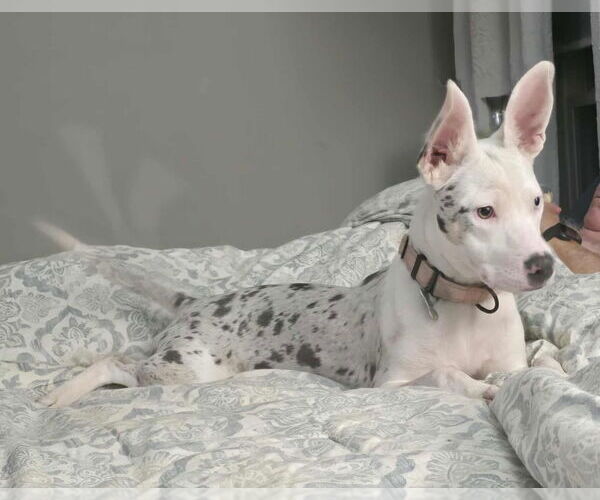 Medium Photo #4 Catahoula Leopard Dog-Unknown Mix Puppy For Sale in Boston, MA, USA