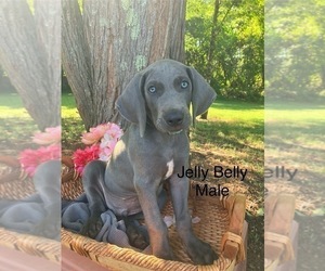 Weimaraner Puppy for sale in WOODRUFF, SC, USA