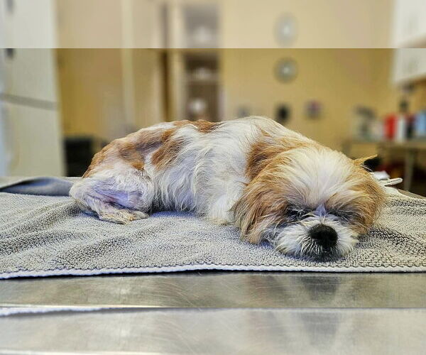 Medium Photo #1 Shih Tzu Puppy For Sale in Middlesex, NC, USA