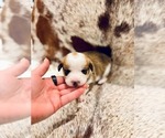 Puppy Abe American Corgi
