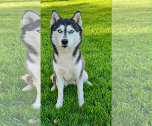 Mutt Dogs for adoption in Shelburne, VT, USA
