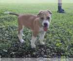 Small #4 American Staffordshire Terrier-Siberian Husky Mix