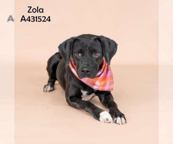 Medium Photo #2 Labrador Retriever-Unknown Mix Puppy For Sale in Conroe, TX, USA