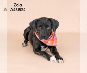 ZOLA - Female Labrador Retriever-Unknown Mix Dog for Adoption - Photo #2