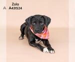Small #1 Labrador Retriever Mix