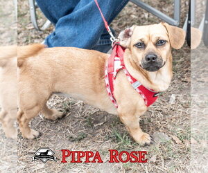 Pippa Rose - Female Dachshund-Unknown Mix Dog for Adoption - Photo #12