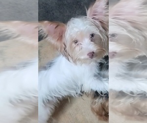 Yorkshire Terrier Puppy for sale in HUDDLESTON, VA, USA