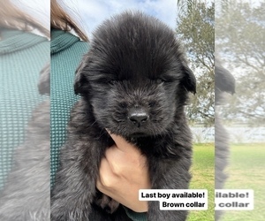 Newfoundland Puppy for sale in DELTONA, FL, USA