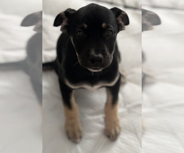 Medium Photo #3 Labrador Retriever-Unknown Mix Puppy For Sale in Dana Point, CA, USA
