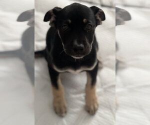 Cori - Female Labrador Retriever-Unknown Mix Dog for Adoption - Photo #3