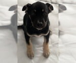 Small Photo #3 Labrador Retriever-Unknown Mix Puppy For Sale in Dana Point, CA, USA
